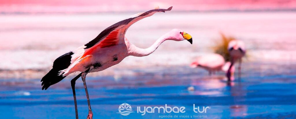 img-uyuni-iyambaetur